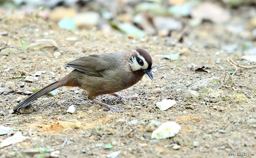 眼纹噪鹛鸟类图片