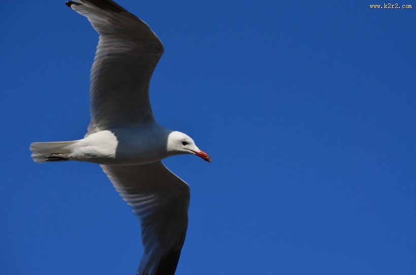 飞翔的海鸥图片