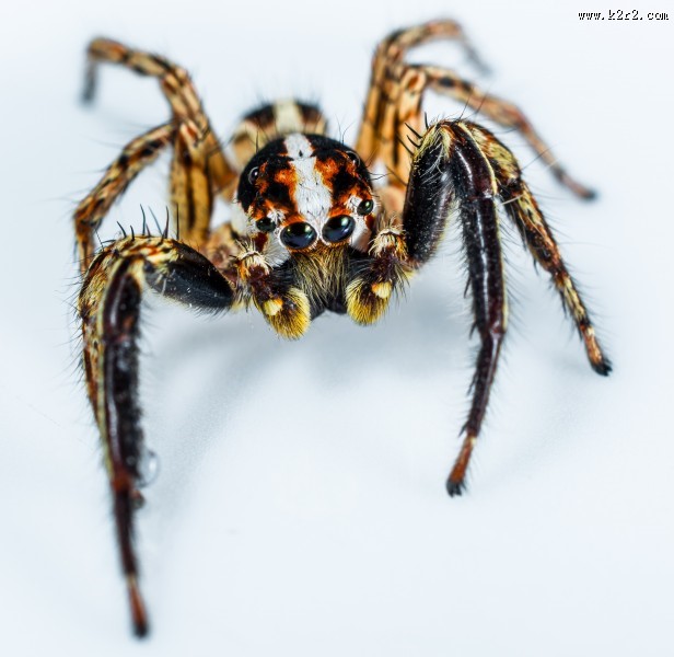 一只蜘蛛高清图片