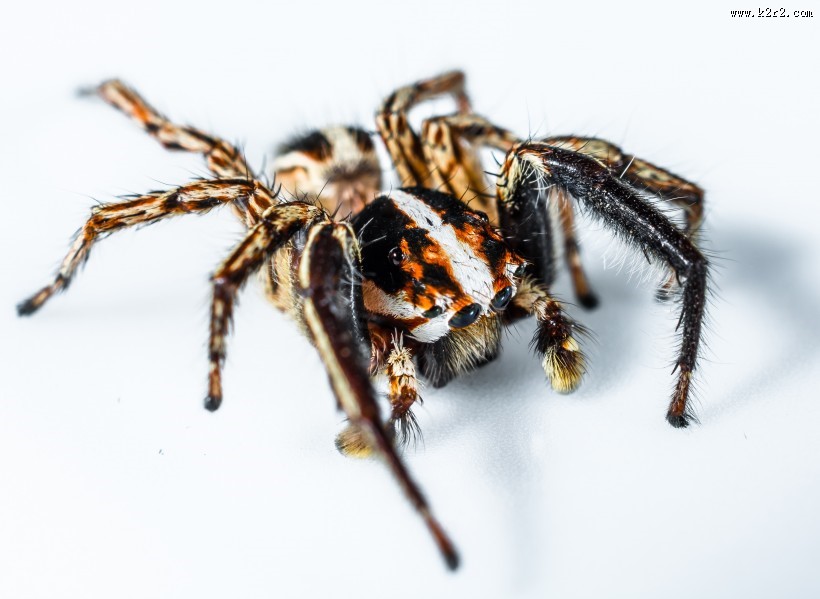 一只蜘蛛高清图片