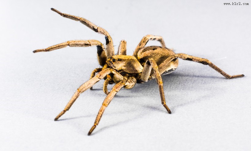 一只蜘蛛高清图片