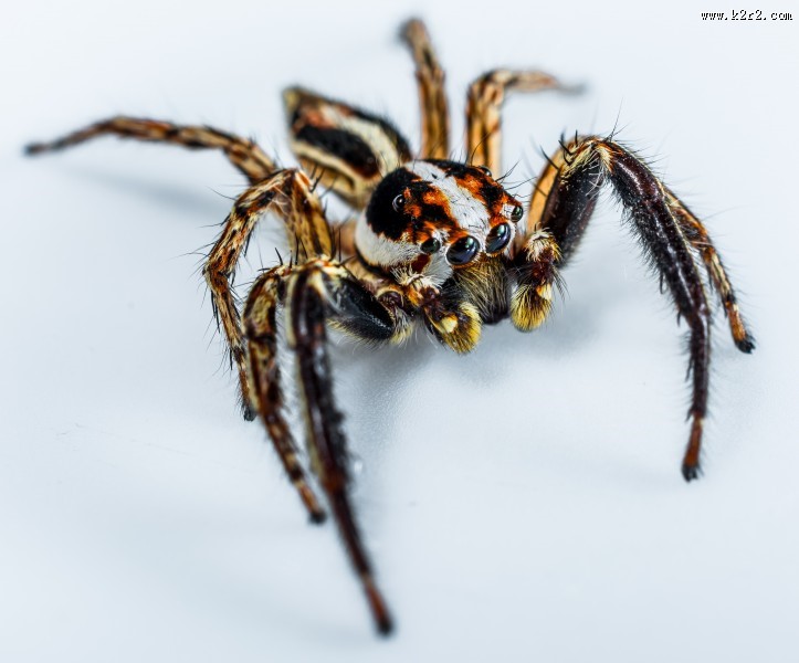 一只蜘蛛高清图片