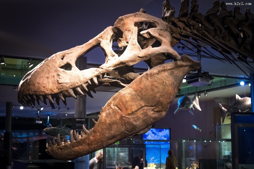 恐龙化石图片大全