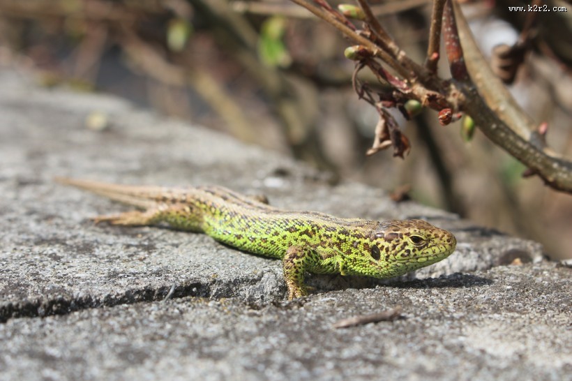 敏捷的蜥蜴图片大全