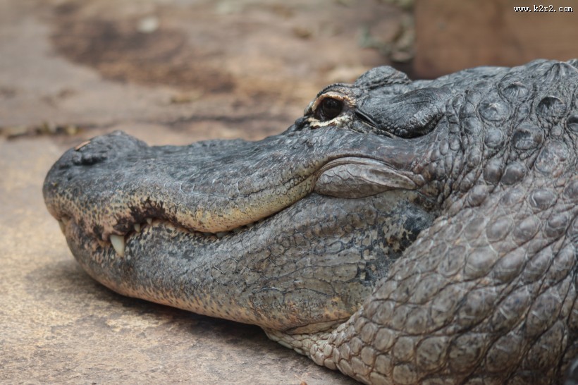 凶狠的鳄鱼图片大全