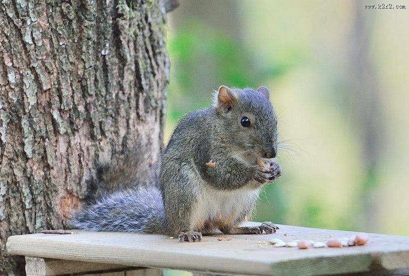 活泼的小松鼠图片