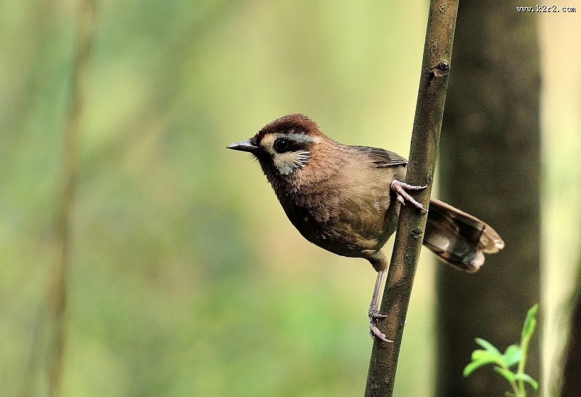 眼纹噪鹛鸟类图片大全
