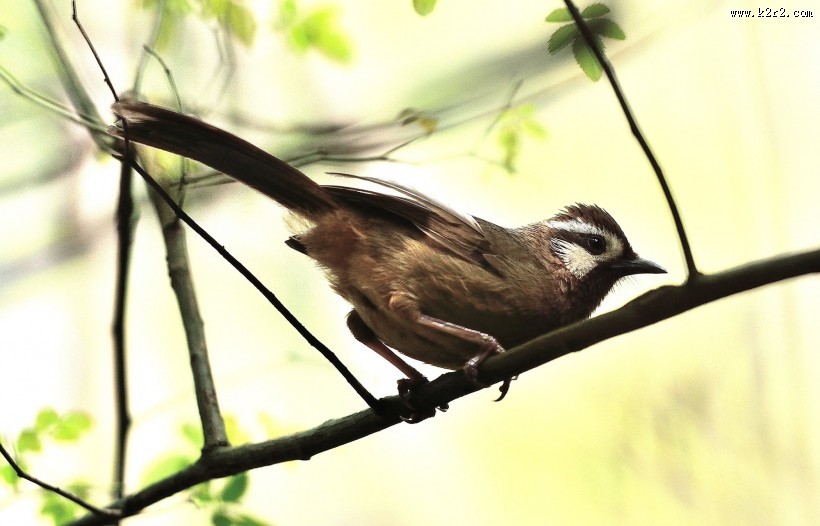 眼纹噪鹛鸟类图片大全