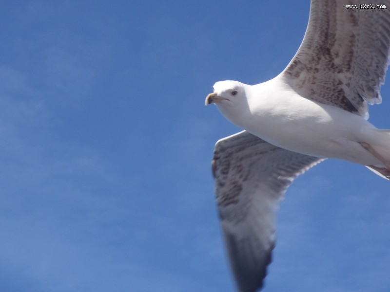 飞翔的海鸥图片大全