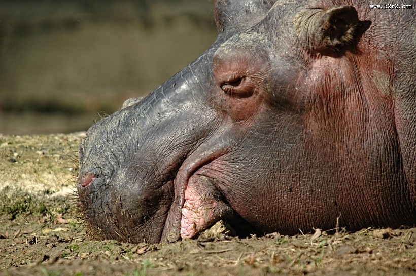 健壮的河马图片