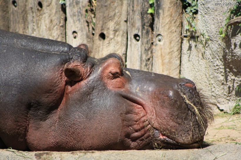 健壮的河马图片