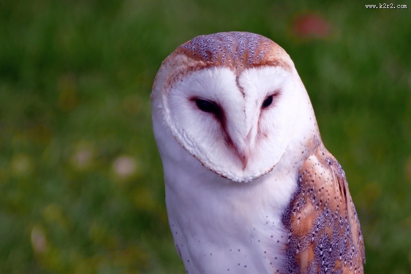 好看的谷仓猫头鹰图片