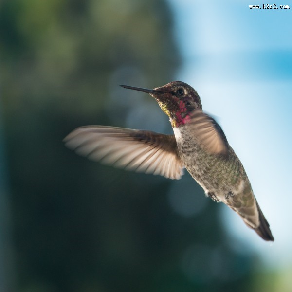 身体娇小的蜂鸟图片