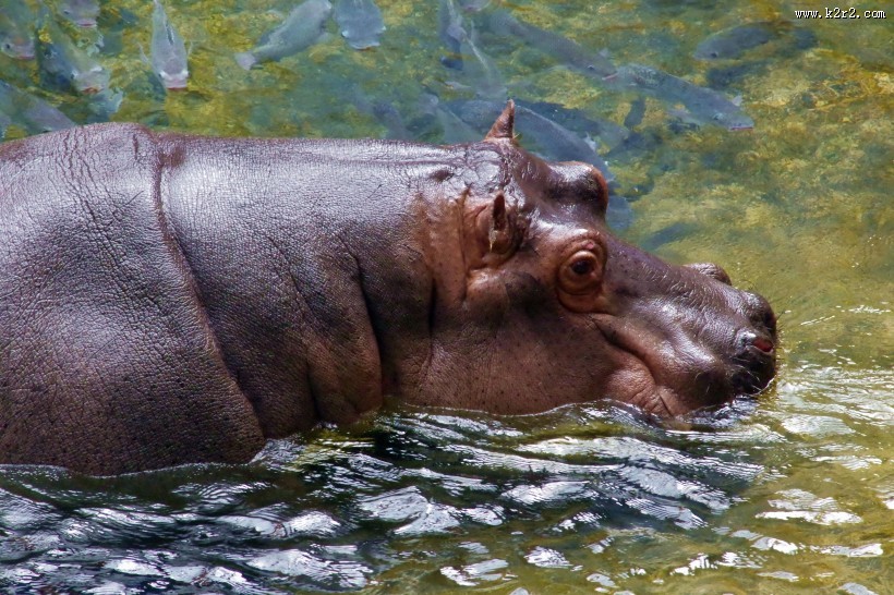 健壮的河马图片大全