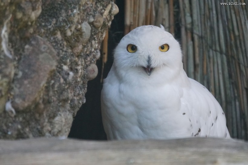 萌萌的雪鸮图片