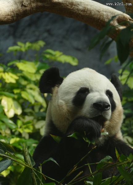 国宝大熊猫图片