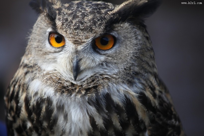 呆萌的猫头鹰图片