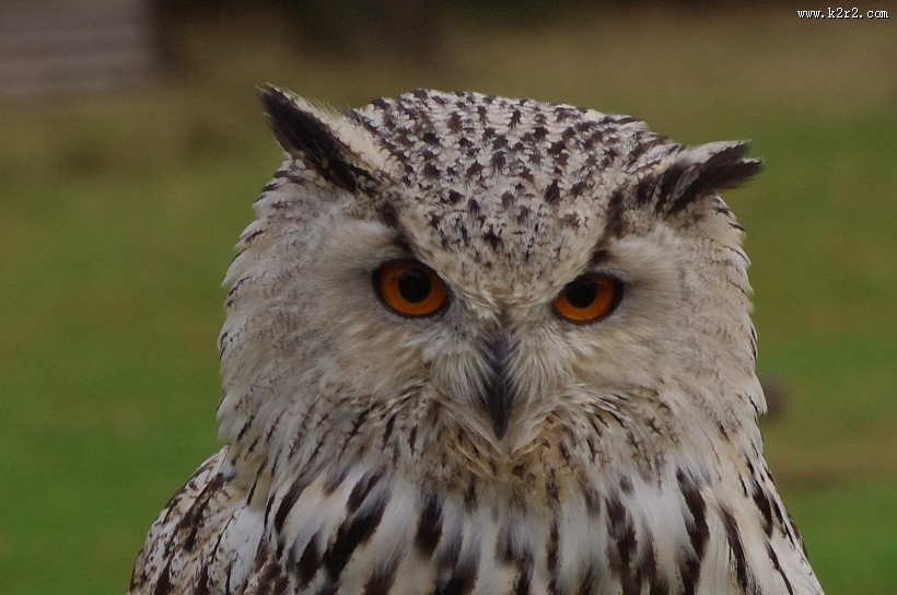 呆萌的猫头鹰图片