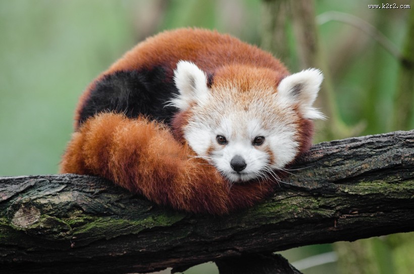 树干上的小熊猫图片