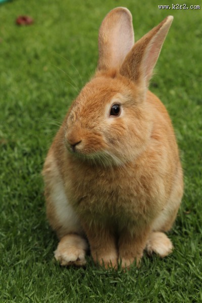 好看的兔子图片