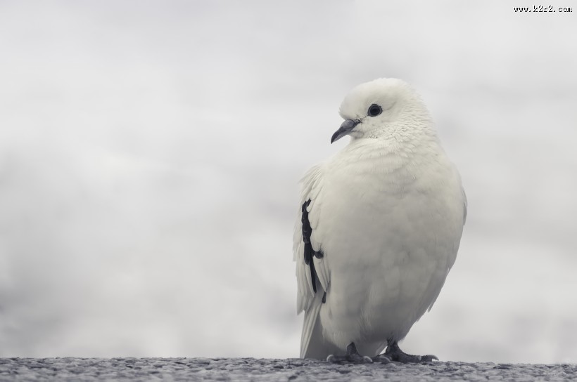 不同颜色的鸽子图片