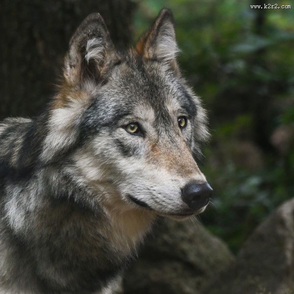 狼的头部图片大全