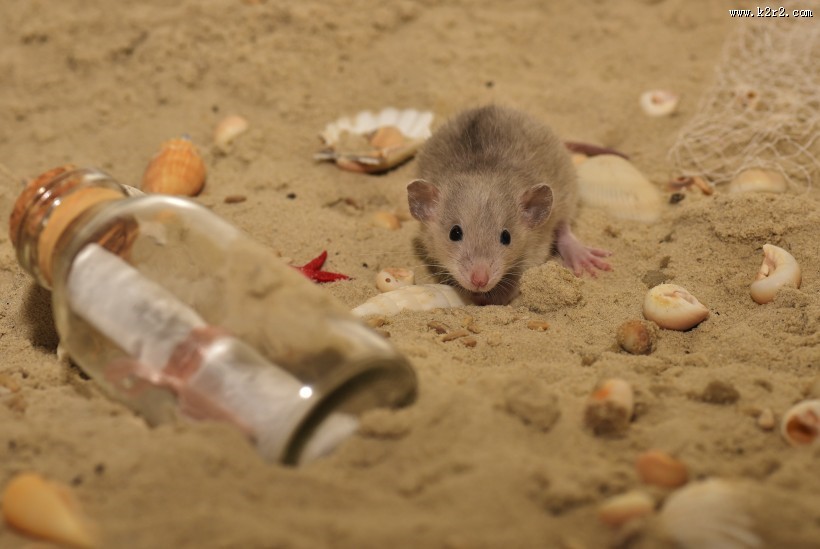 可爱的小老鼠图片大全
