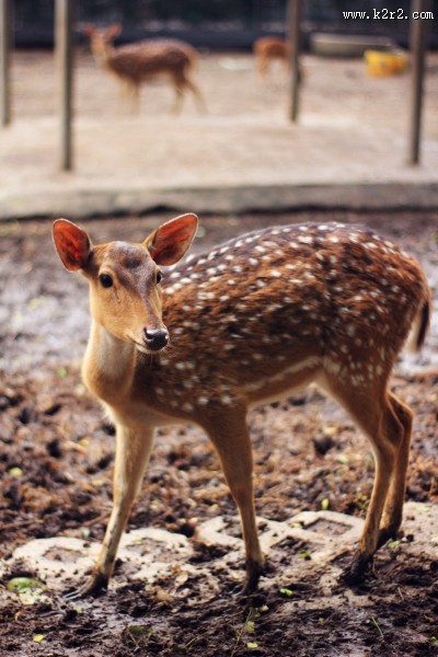 可爱的梅花鹿图片大全