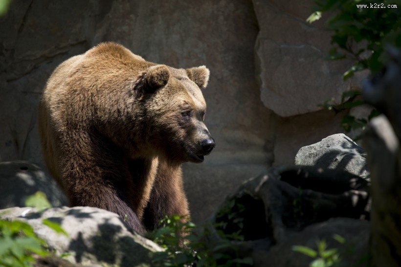 强壮的棕熊图片大全