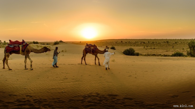 沙漠中的骆驼图片