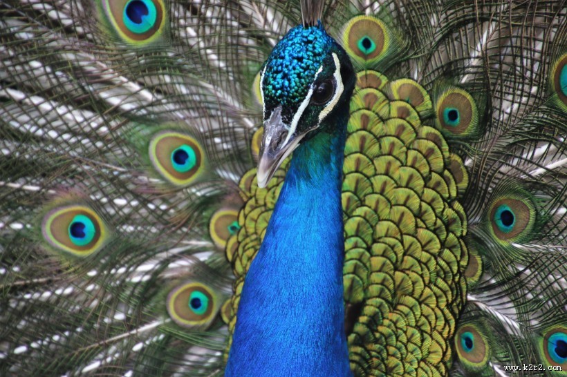 开屏的美丽孔雀图片