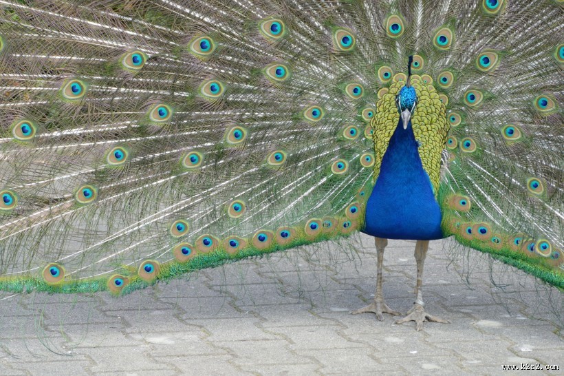 开屏的美丽孔雀图片
