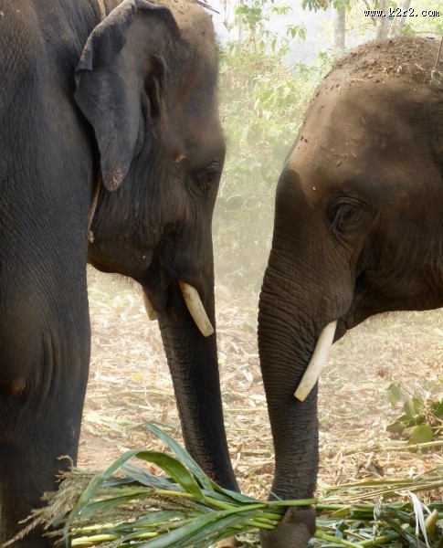 有象牙的大象图片