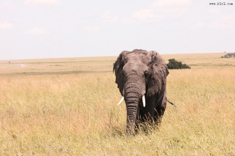 有象牙的大象图片