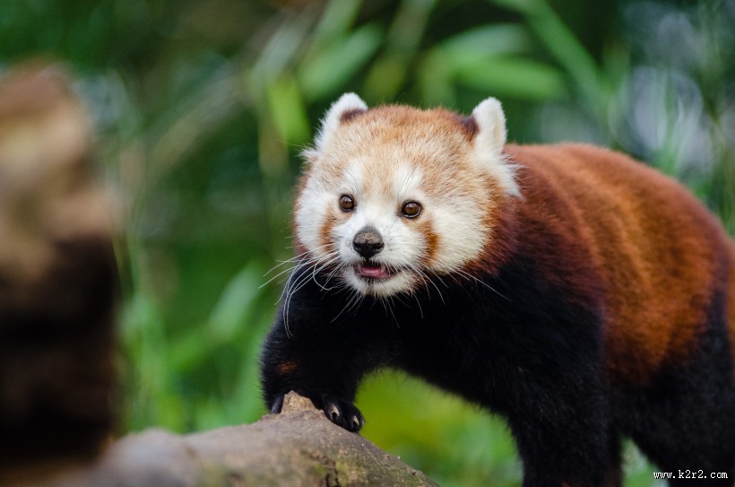 野生的小熊猫图片大全