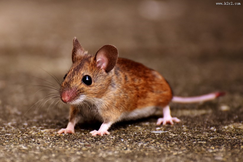 可爱的小老鼠图片