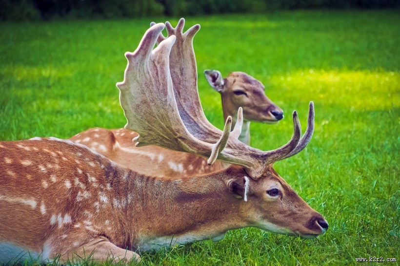 可爱的梅花鹿图片大全