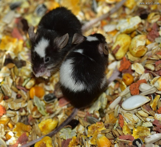 可爱的小老鼠图片大全