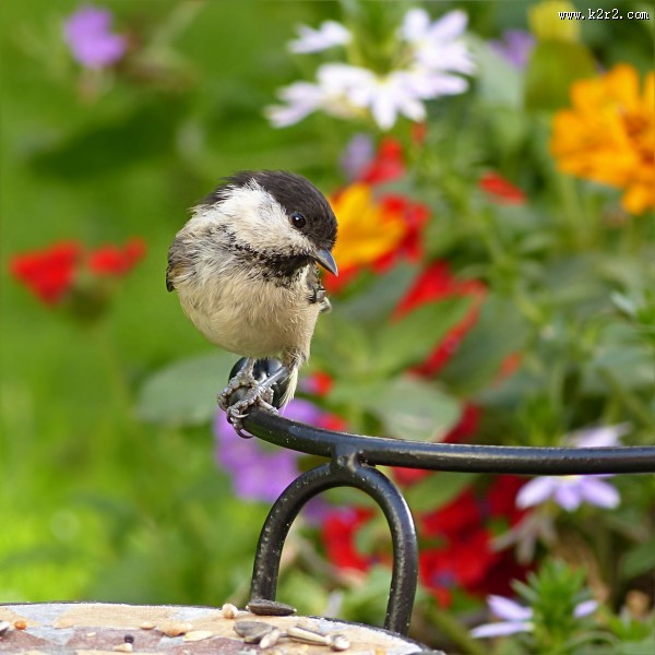 可爱的山雀图片