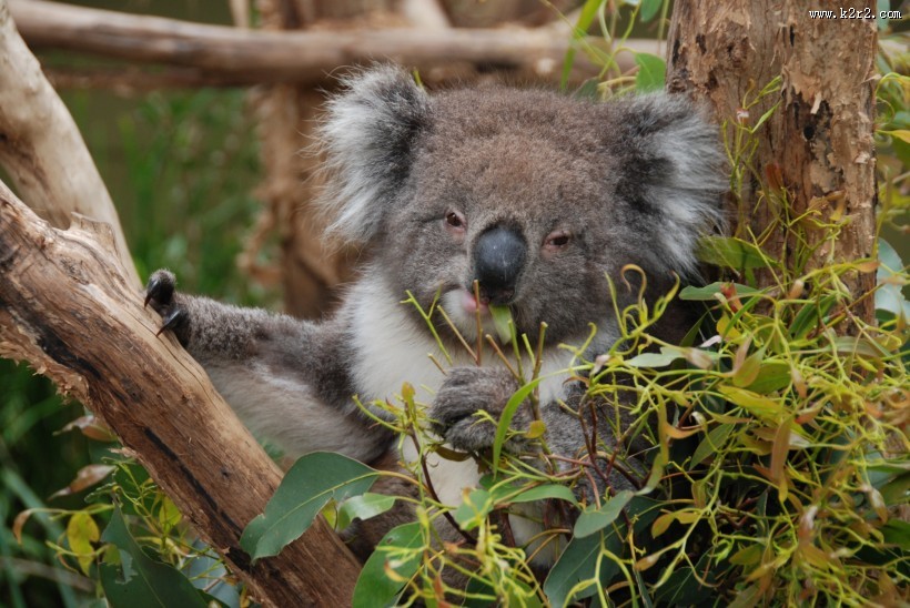 可爱的考拉图片大全