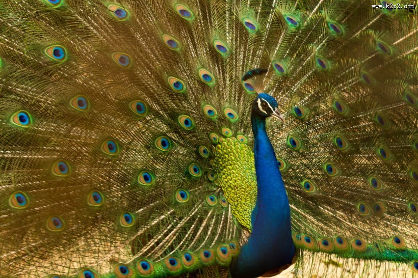 开屏的美丽孔雀图片