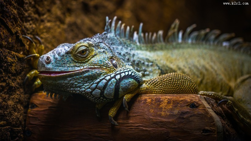 敏捷的蜥蜴图片