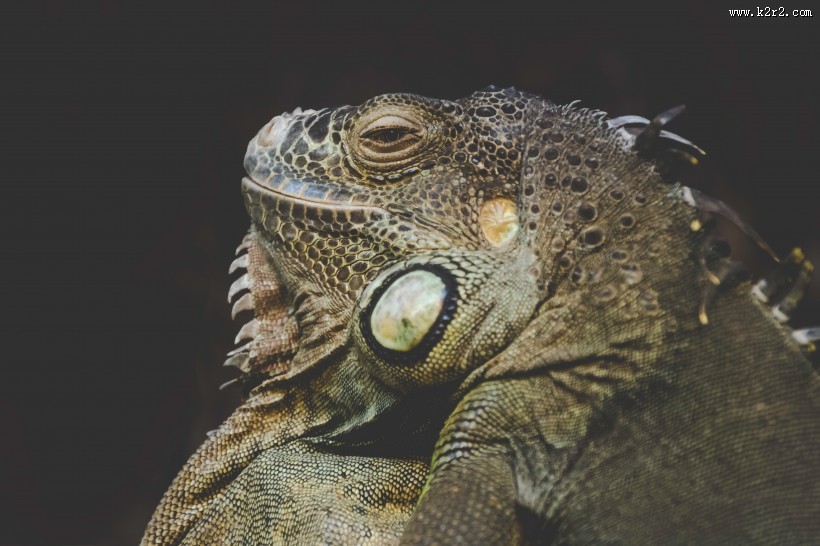 敏捷的蜥蜴图片