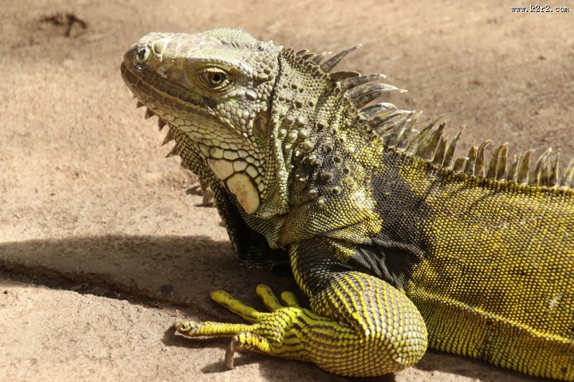 敏捷的蜥蜴图片