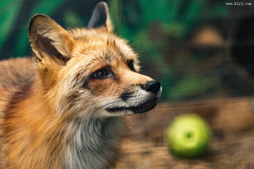 好看的狐狸图片大全
