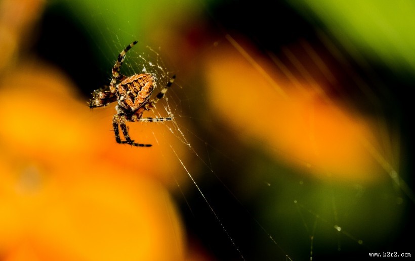 形态各异的蜘蛛图片