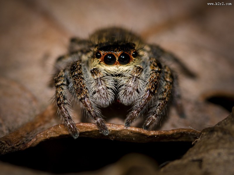 形态各异的蜘蛛图片