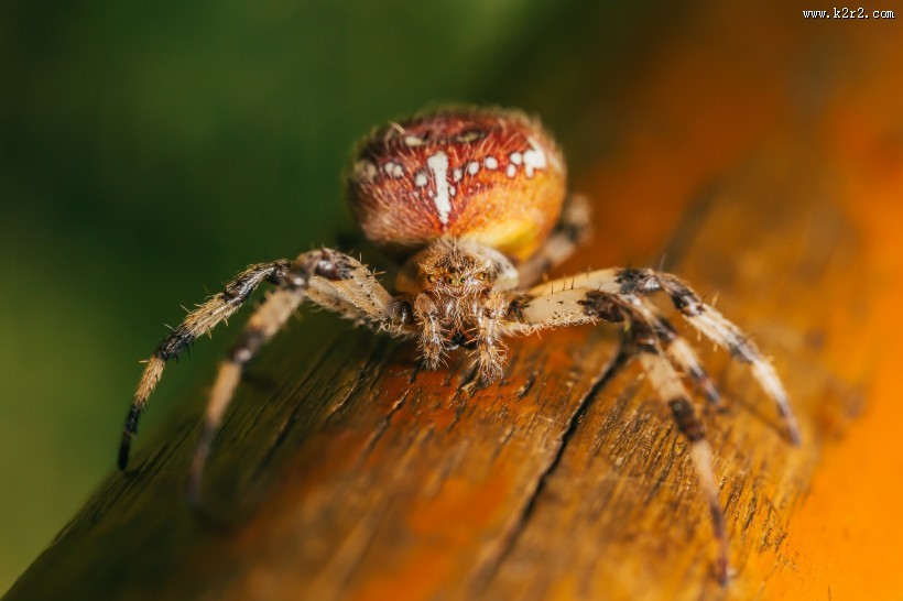 形态各异的蜘蛛图片