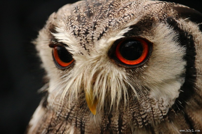 灵动的猫头鹰图片