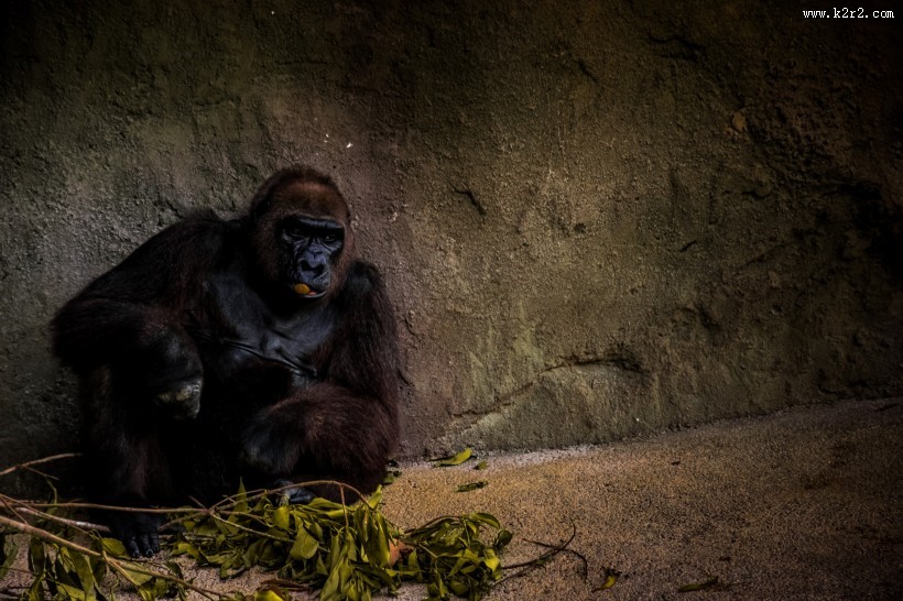 呆萌的大猩猩图片